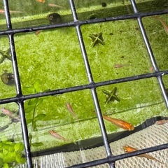 メダカ(楊貴妃メダカ)若魚 5匹 300円の画像