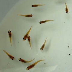メダカ(楊貴妃メダカ)若魚 5匹 300円の画像
