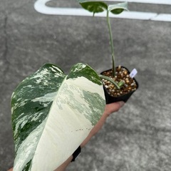 モンステラ　ボルシギアーナ斑入りの画像
