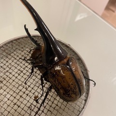 ヘラクレスオオカブト幼虫20匹の画像