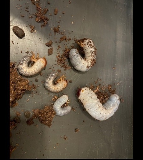 ヘラクレスオオカブト幼虫20匹