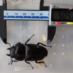 【手渡し希望／（配送　要相談）】オオクワガタ（♀１０頭）の画像