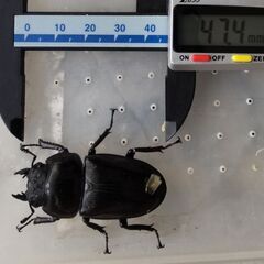 【手渡し希望／（配送　要相談）】オオクワガタ（♀１０頭）の画像