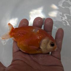 【金魚🌱らんちゅう🍒】の画像