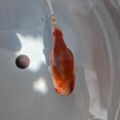【金魚🌱らんちゅう🍒】の画像