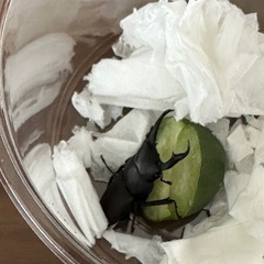 小クワガタの画像