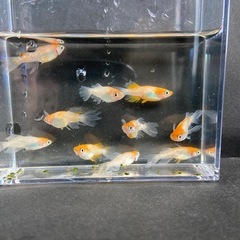 めだかハイビスカス 若魚　10匹 +αの画像