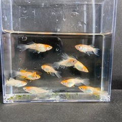 めだかハイビスカス 若魚　10匹 +αの画像