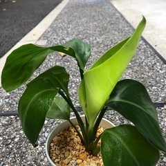 🪴観葉植物『ストレリチア』　　土植えの画像
