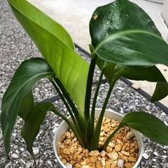 🪴観葉植物『ストレリチア』　　土植えの画像