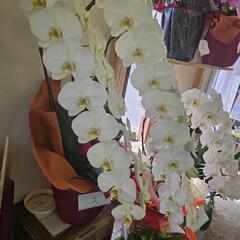 胡蝶蘭の画像