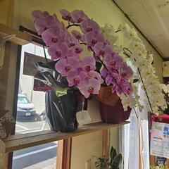 胡蝶蘭の画像