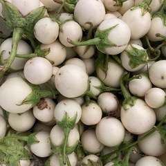 rau việt nam
の画像