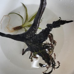 水槽セットの画像