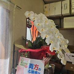 胡蝶蘭の画像