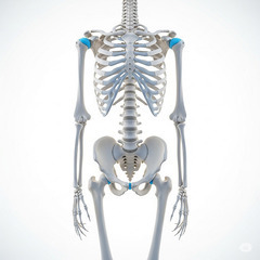        脊柱（背骨）の回旋可動域について  「腰を回して打て！」は大間違いだった。   人間の脊柱（背骨）は、片側に約45度ずつ、左右合わせて最大約90度まで回旋（ひねり）可能です。 つまり、正面を基準にして体幹を左右それぞれ約45度まで、合計で約90度の範囲が、安全に回旋できる限界とされています。  この約90度の回旋可動域は、以下のような部位ごとの動きの合計です。     ■ 頚椎（首）  回旋可動域は片側 約45〜50度（左右合計で約90〜100度）。 内訳： 　└ 環軸関節（C1-C2）：約 - 地元のお店