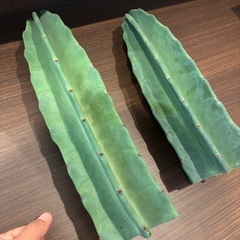 棘無し　柱サボテン
の画像