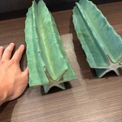棘無し　柱サボテン
の画像