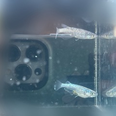 【メダカ】ミッドナイトフリル カガミ鱗 1ペアの画像