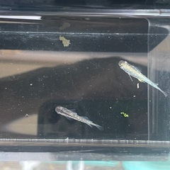 【メダカ】ミッドナイトフリル カガミ鱗 1ペアの画像