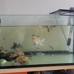 金魚・熱帯魚・ベタ　セットの画像
