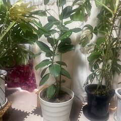 本日限定価格    各4000円 　観葉植物の画像