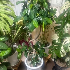 本日限定価格    各4000円 　観葉植物の画像