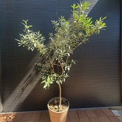 オリーブの木①　150cm 鉢付の画像