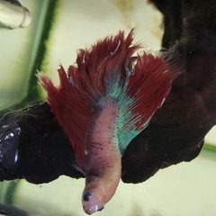 金魚・熱帯魚・ベタ　セットの画像