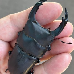 能勢SR オオクワガタ　25年羽化ペアの画像