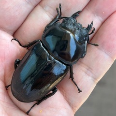 能勢SR オオクワガタ　25年羽化ペアの画像