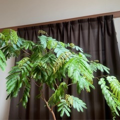 [無料]観葉植物エバーフレッシュお譲りしますの画像