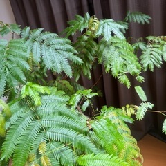 [無料]観葉植物エバーフレッシュお譲りしますの画像