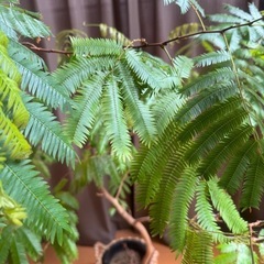 [無料]観葉植物エバーフレッシュお譲りしますの画像