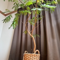 [無料]観葉植物エバーフレッシュお譲りしますの画像