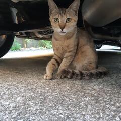 パステルサビー３年くらい雌