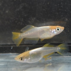 メダカ　琥珀ヒカリ　雄1雌2セットの画像