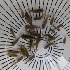 【金魚】２５匹＋1匹🌱🌈の画像