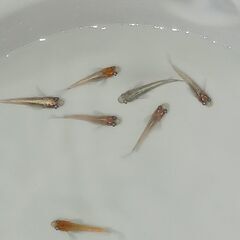 メダカ　　　レッドクリフ　　　８匹の画像