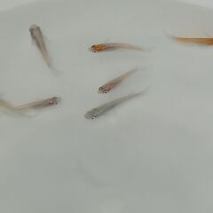 メダカ　　　レッドクリフ　　　８匹の画像