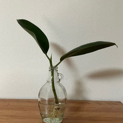 ＊決まりました＊ウンベラータとゴムの木の画像