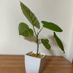 ＊決まりました＊ウンベラータとゴムの木の画像
