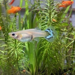 グッピー　稚魚の画像