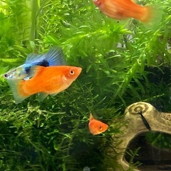 グッピー　稚魚の画像