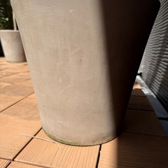 オリーブの木①　150cm 鉢付の画像