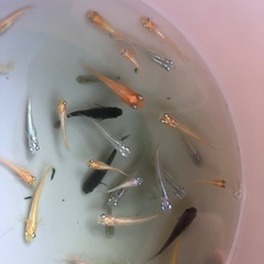 【取引中】初心者の方におすすめ！MIXめだか メダカ 稚魚 20匹セット 500円の画像