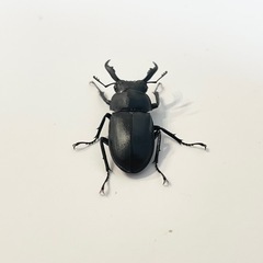アマミシカクワガタの画像