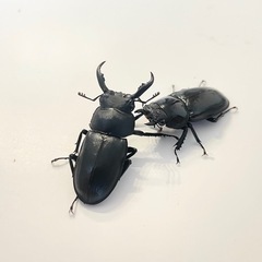 アマミシカクワガタの画像