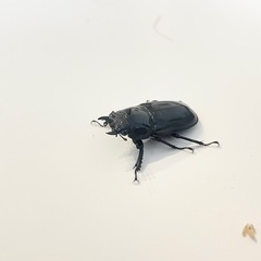 アマミシカクワガタの画像