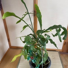月下美人の画像